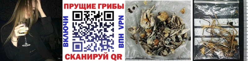 Галлюциногенные грибы Psilocybe  купить наркоту  Палласовка 